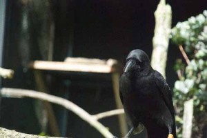 The Hawaiʻi Endangered Bird Conservation Program is dedicated to reestablishing the Hawaiian Crow in the wild. Photo: Larry O'Brien/Flickr