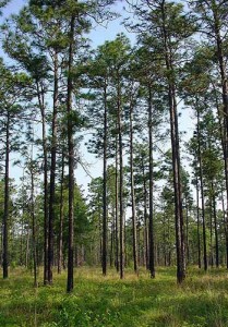 The southeastern U.S. has seen a loss of 90 million acres of longleaf from its original range. Source: USDA/Flickr