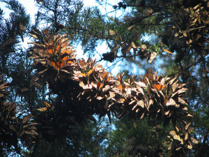 Monarchs resting in a pine tree, before they continue their journey down to Mexico.