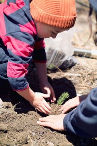 Local school children are given a chance to go outside and help plant trees that will help restore the ecosystem that has been plagued by disease and wildfires. Photo Credit: Sugar Pine Foundation
