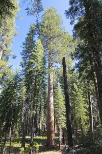 The ponderosa pine could suffer great declines in the coming years as the climate warms at an extremely fast rate. 